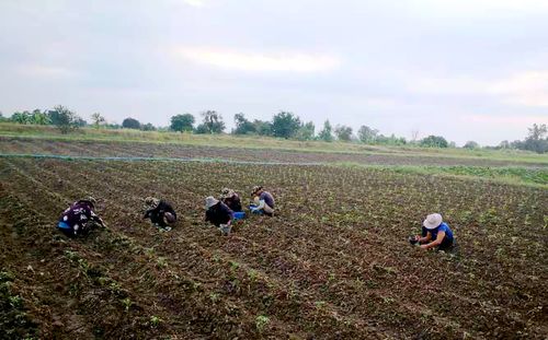 云南农业职业技术学院柬埔寨班迭棉吉农业科技示范 培训教学实习实训基地工作简报 第二期