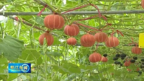 一藤长出九种瓜果 阳江白沙省级现代农业园区展出328个蔬菜新品种