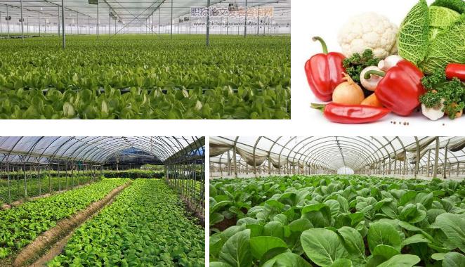 浅谈有机农业蔬菜的种植技术