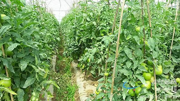 云南剑川县大年夜棚蔬菜茬口巧支配,反季种植获丰登