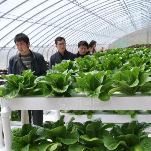 南郑县某无公害蔬菜种植基地建设项目申请报告