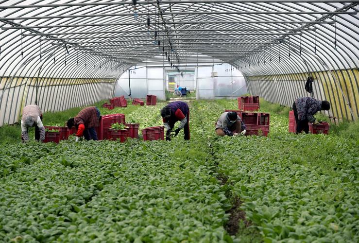 3月30日清晨,在青浦区朱家角镇安庄村,上海世鑫蔬菜种植专业合作社的